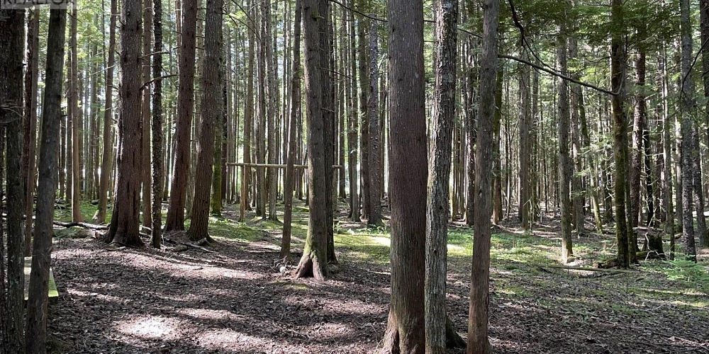 5258 OLD REMO ROAD Terrace Photo 40 5258 OLD REMO ROAD Terrace Photo 40